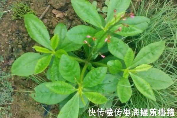 中老年人|农村的一种“假人参”,可吃可入药、营养非常大,见到不要错过