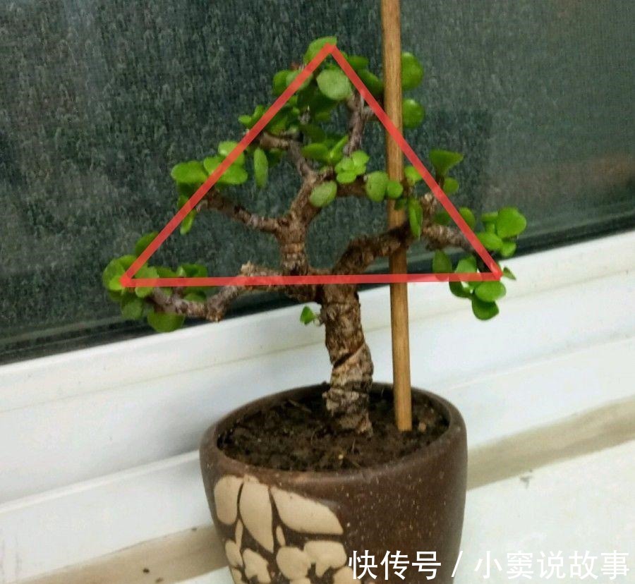 金枝玉叶不能长太高,越矮越值钱,一长高就砍!