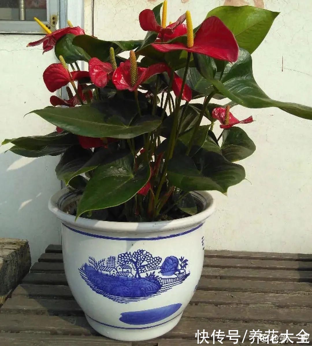 10种“怕晒花”,越晒死越快,半阴地儿反倒长得旺