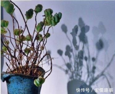 蹭蹭|养多肉不会浇水 学会正确的浇水方法, 让你的多肉蹭蹭长爆盆!