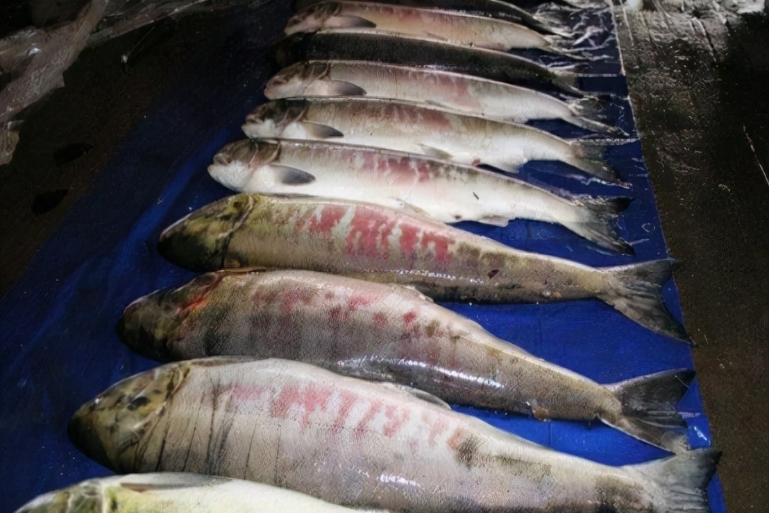 沿海地区|5类鱼没营养,对人体有害,但很多人爱吃