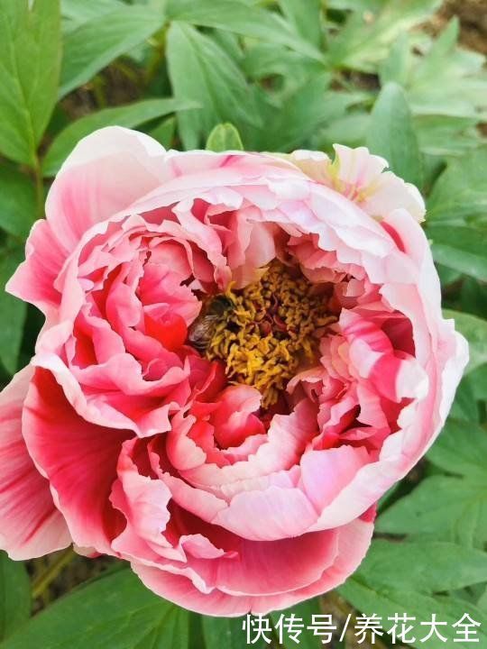 投资|3种花适合投资,养得越久越值钱,还能养成传家宝