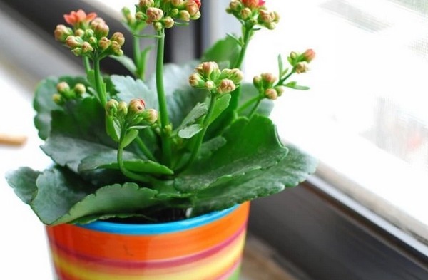 长寿花容易烂根这样浇灌,植株长势旺绝不烂根