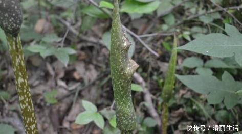 农村常见的一种野菜，对于风湿性关节炎、鼻炎等症状有不错的效果