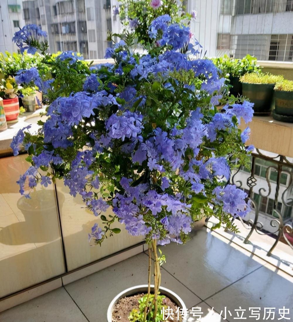 天冷了,15种漂亮花喜欢“大太阳”,多晒长得壮,花更多