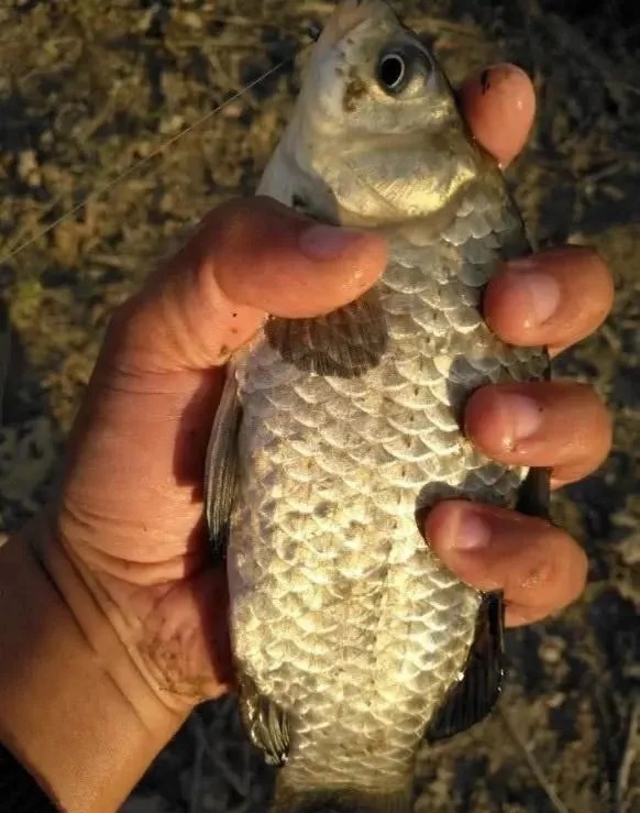 自从学会这几个冬钓“妙招”,冬天比夏天钓得还多,而且还大