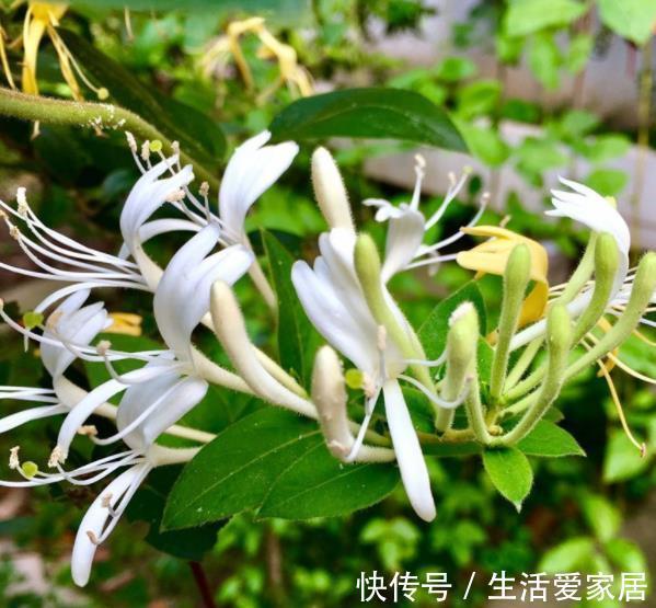 新手|老中医都喜欢的4种花,人养花,花也“养人”,新手也能轻松驾驭