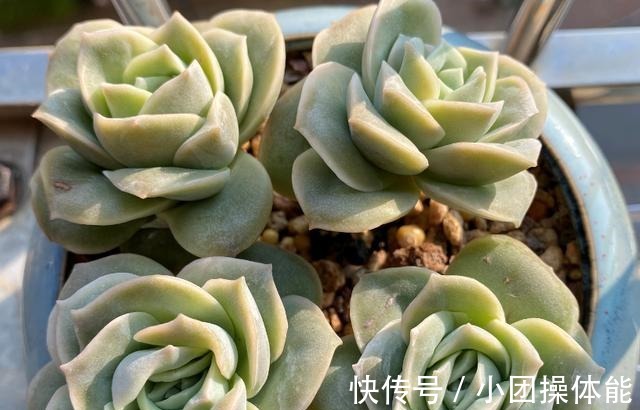 曾经贵到令人咋舌,且株型似玫瑰的可爱玫瑰多肉你现在还在养吗!