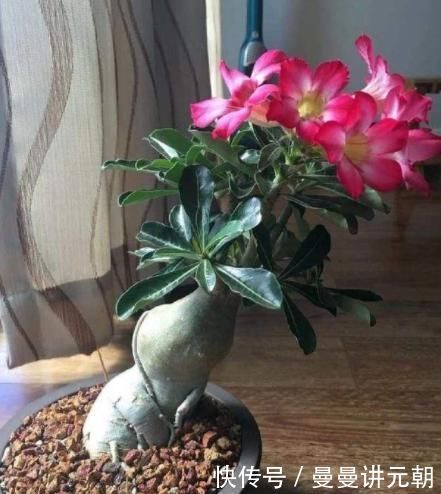 适合懒人养的“怪花”，1个月不浇水，反而还开花更猛了