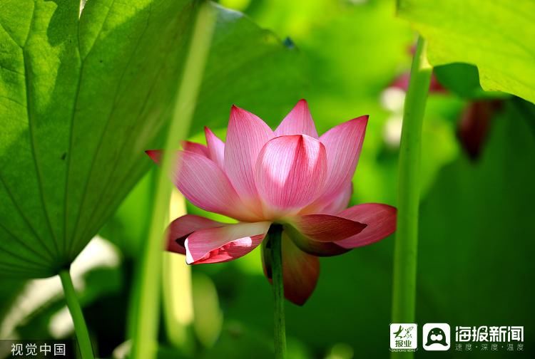 节气|诗话夏至丨白昼日最长 避暑从一碗凉面开始