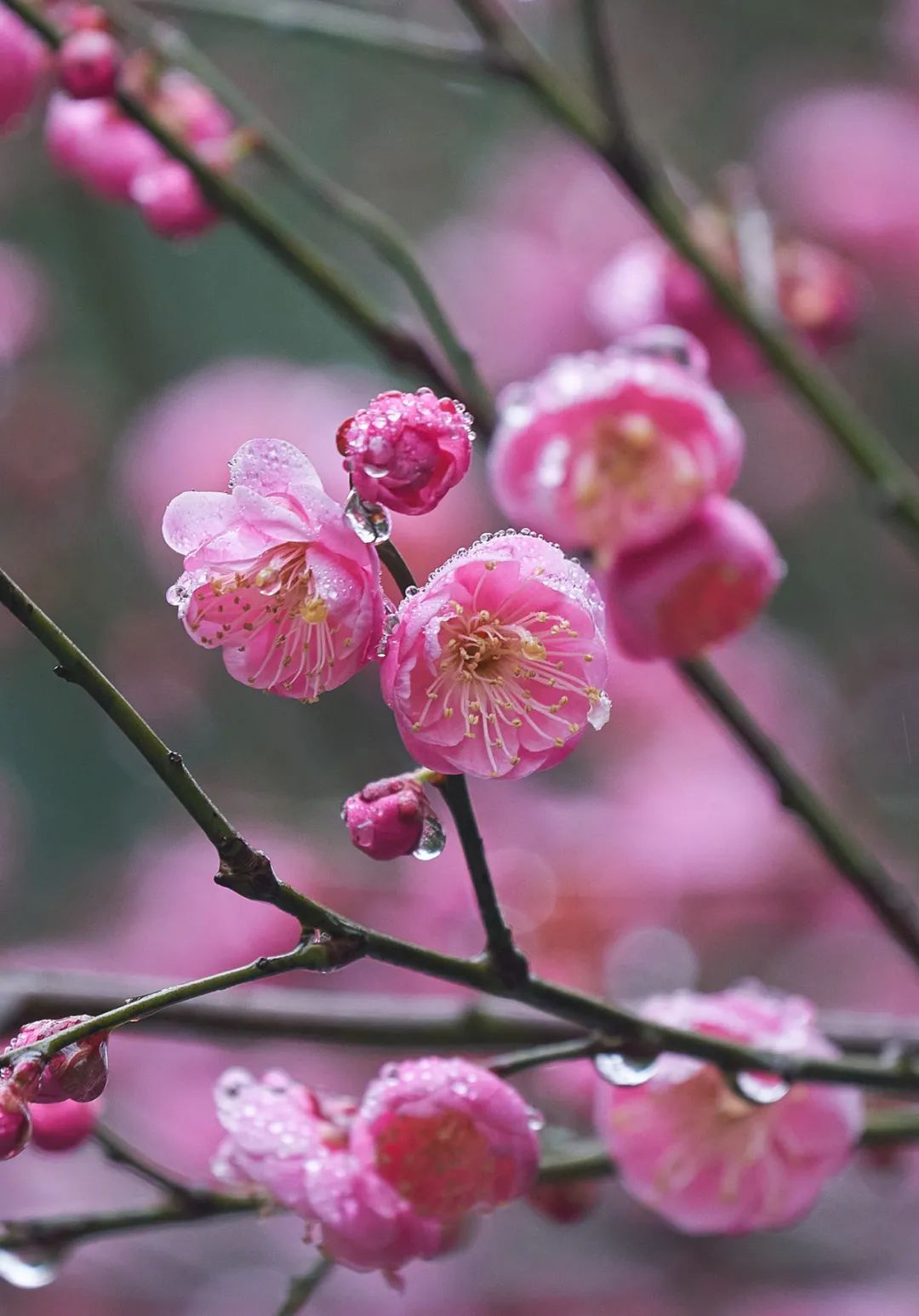 红梅&古诗词里的“梅花”，盛开在缙云仙都！