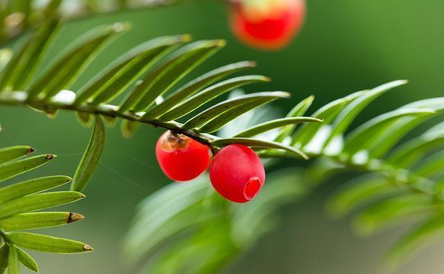 小事|养花种草乐趣多，不要着眼于花卉的状态，做好几件小事就非常有趣
