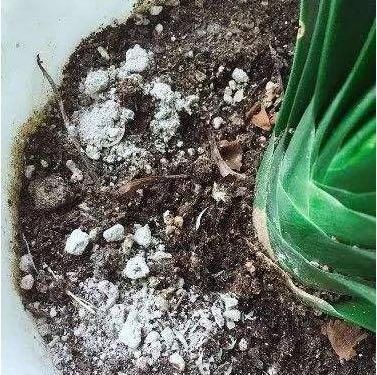  大蒜水|花盆有飞虫？盆内放上“3料”，花卉不生虫生长旺