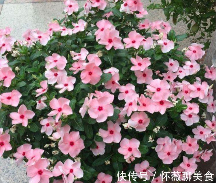 4种女神花养家里,名字好听,花更美,开花漂亮上档次!
