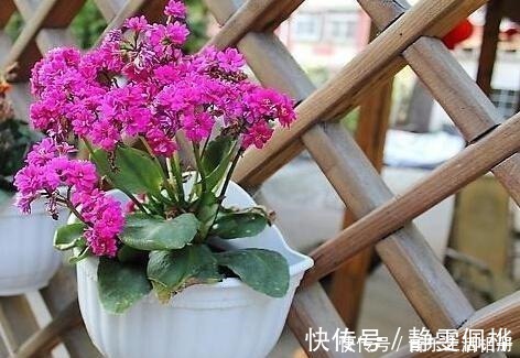 枝条|这2种花最好开春扦插,一片叶子长出一盆,今年开花不成问题!