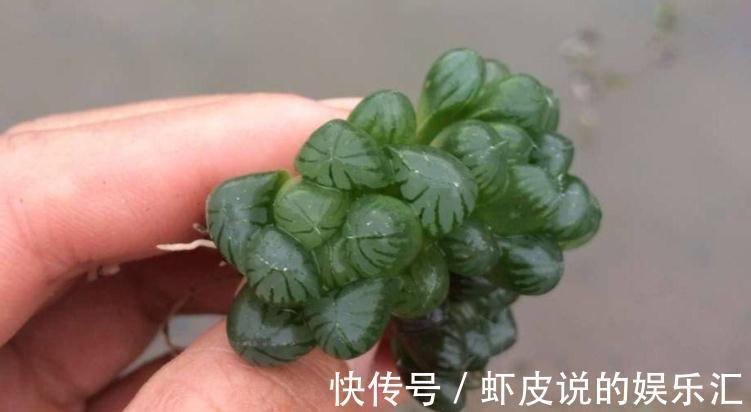 该怎么帮助“新买”的多肉服盆?10年经验的花友:搞定3点“OK”