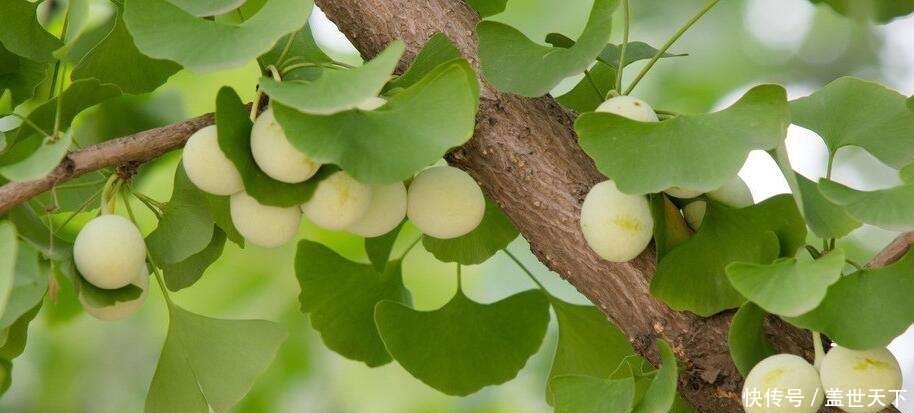 南瓜羹|夏季长痘难消除？芦荟就可以搞定，轻松祛痘，绿色安全最有效！