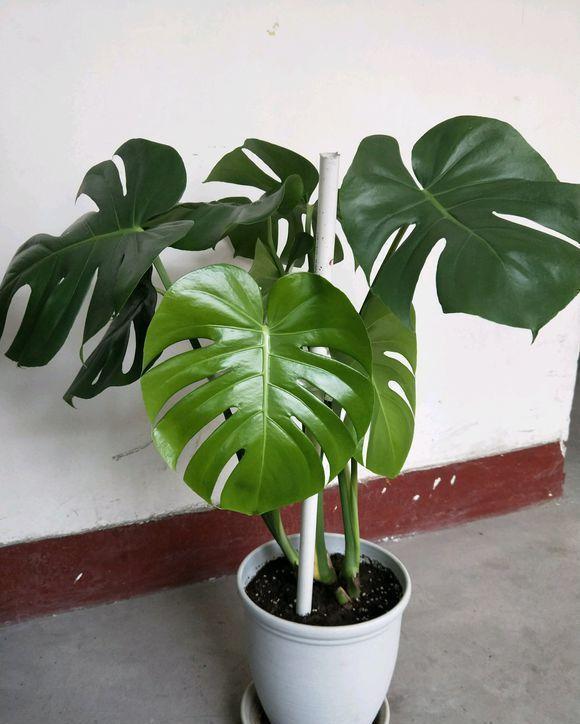 橡皮树|客厅标配5种绿植,摆在家里上档次,记住了,“多喷少浇”