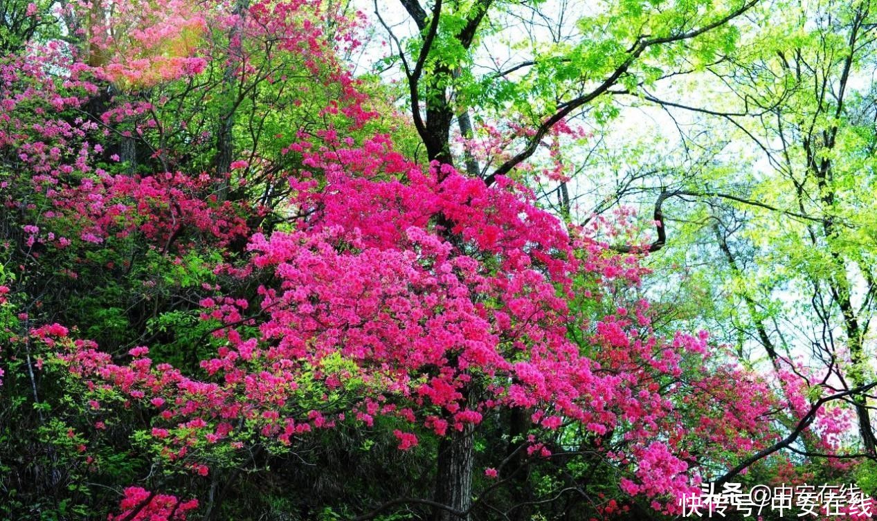 五一来安徽，赴一场山花浪漫之约|玩转皖美五一 | a8705