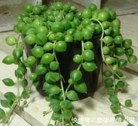 一种心情|好看又好养关键还便宜,一不小心就爆盆的多肉,新手入坑必选