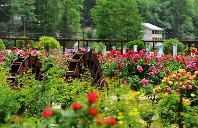 青川文旅|青川的五月有多美？这篇文章告诉您！