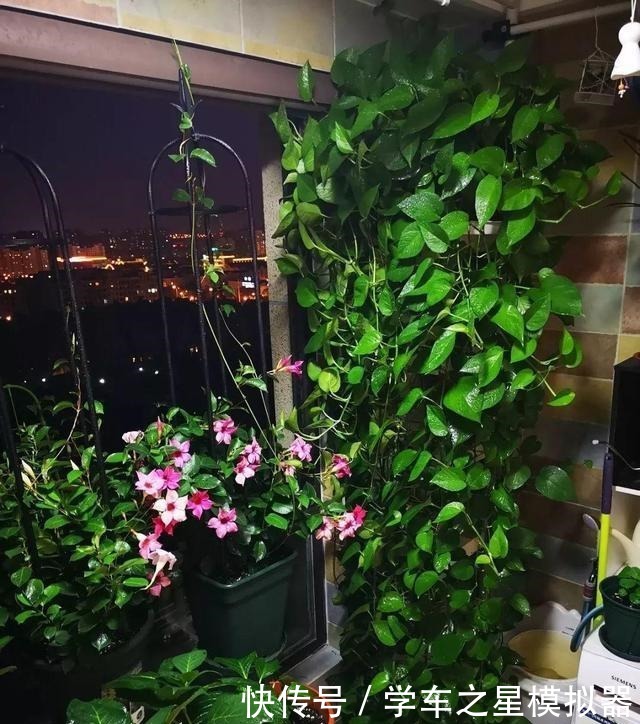 绿萝、吊兰“新玩法”,1片药加上几粒肥,半年养成“绿瀑布”!