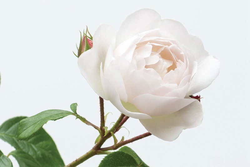 喜欢菊花,不如养盆“精品玫瑰”黛丝德蒙娜,一次开爆四季开花