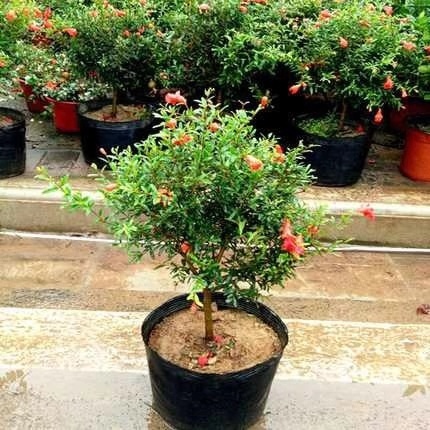 此花养家里,寓意富贵吉祥、子孙满堂,花朵又大又红,比绿萝好