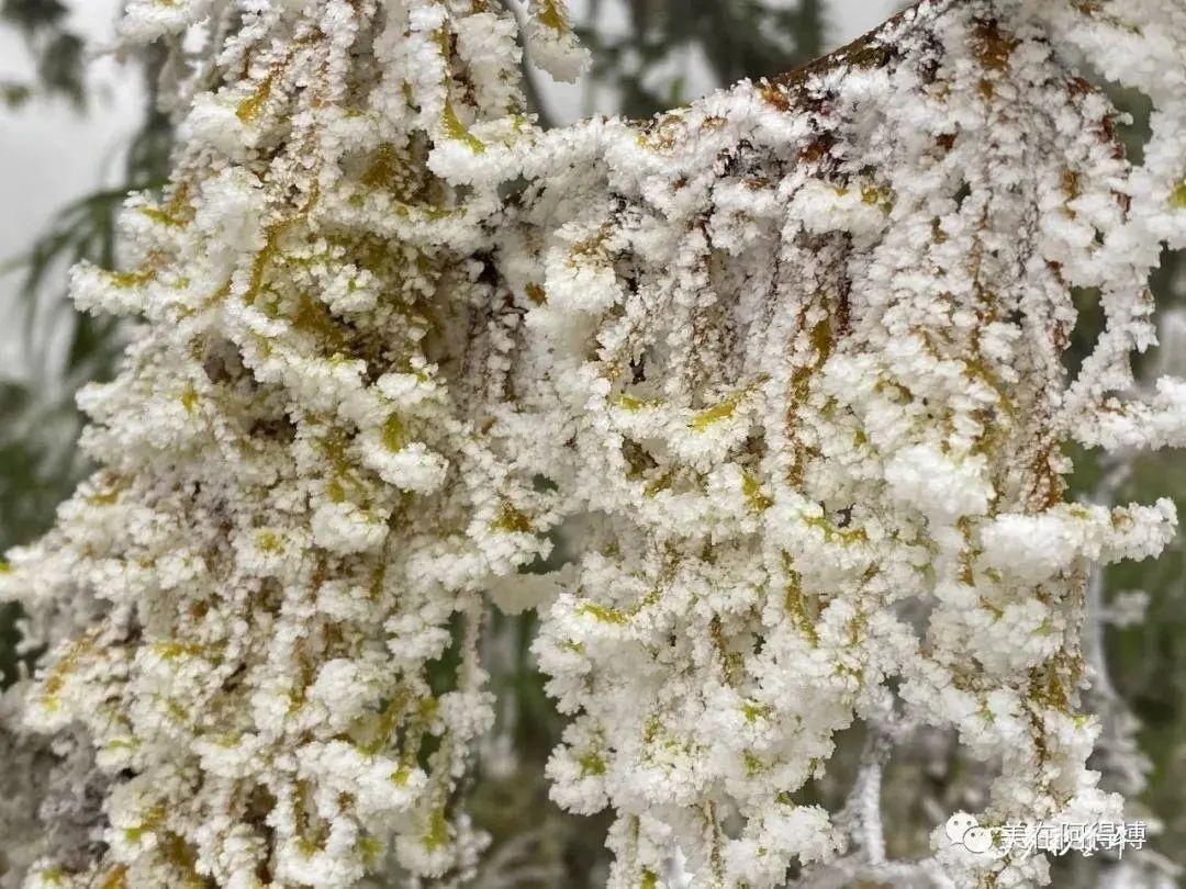 记忆 ｜寒潮再次来袭，还记得前几天的雪吗？