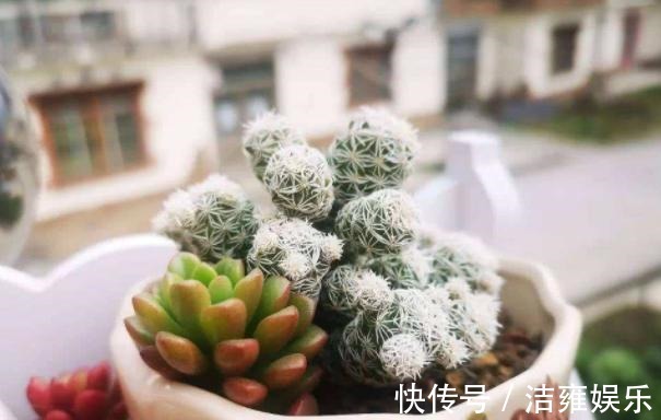 花盆|多肉变老桩,选盆不能凑合,用大盆效果差,教你不用颗粒土养好