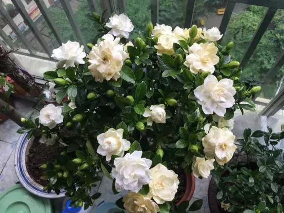 3种花比香水好闻,随便养1盆,异味跑光光,家里清香四溢!