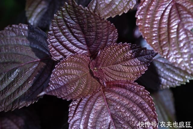 紫苏叶子|紫苏:在农村没人当回事,在食谱中却大有价值,还是天然防腐剂