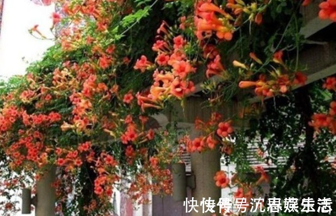 凌霄花|此花俄罗斯进口，一年花开178天，15天长满阳台，还不种一棵