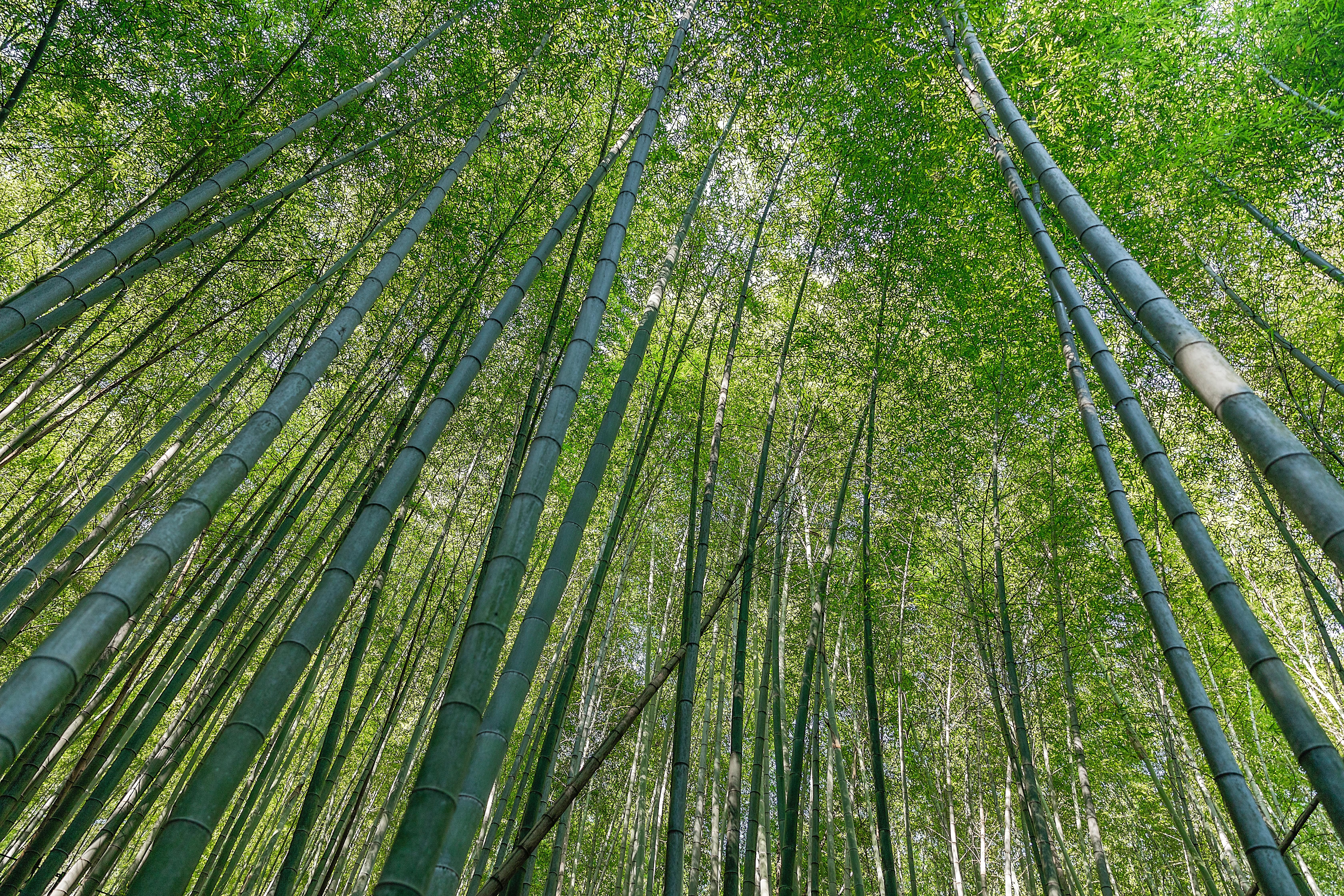 蜀南竹海|国内值得一去的5处竹海，大自然的电冰箱，度假避暑的好去处