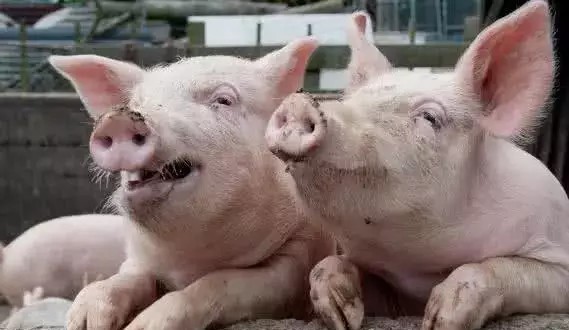 皇家|明朝国姓为“朱”,百姓能不能吃猪肉?朱元璋只改1字机智解决!