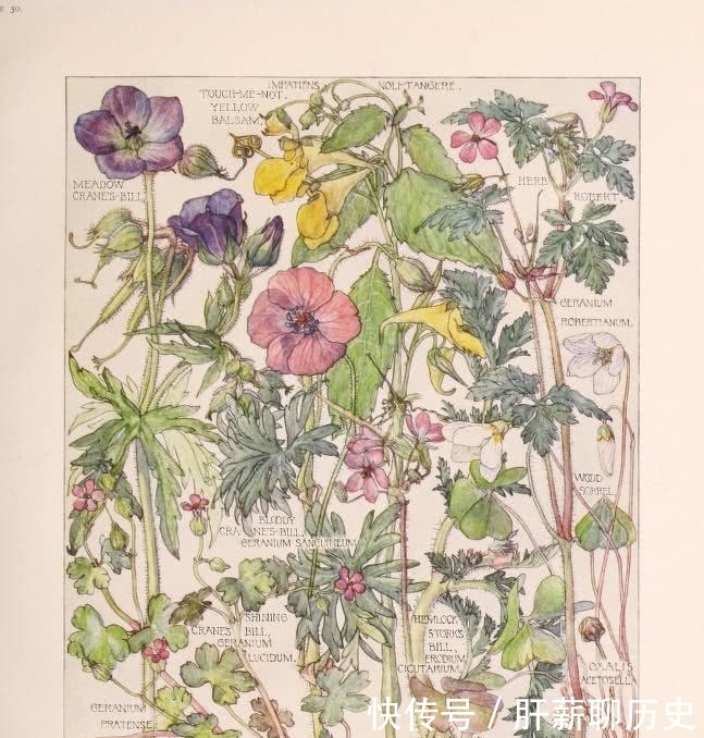 图鉴|美术欣赏之植物图鉴 工艺美术运动风格