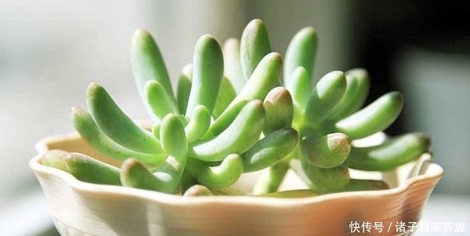 新手不要盲目养多肉,一定要从5点入手,不然最后只剩下空盆