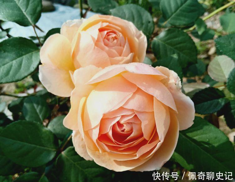 超级好养的花卉,不闻不问,花开爆盆美如花,好养又漂亮