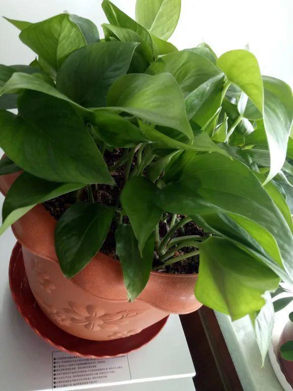 茉莉花扦插有机关,砍这一段枝条,插土里3天就活!