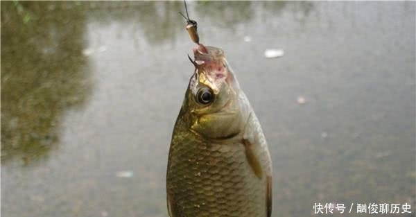 七星漂钓鱼有何优势?了解这些过后,你会对七星漂有一个新的认识