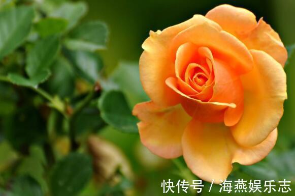 花姿|想养花选“它”花语一份神秘的爱，花姿艳丽夺彩，比菊花还美