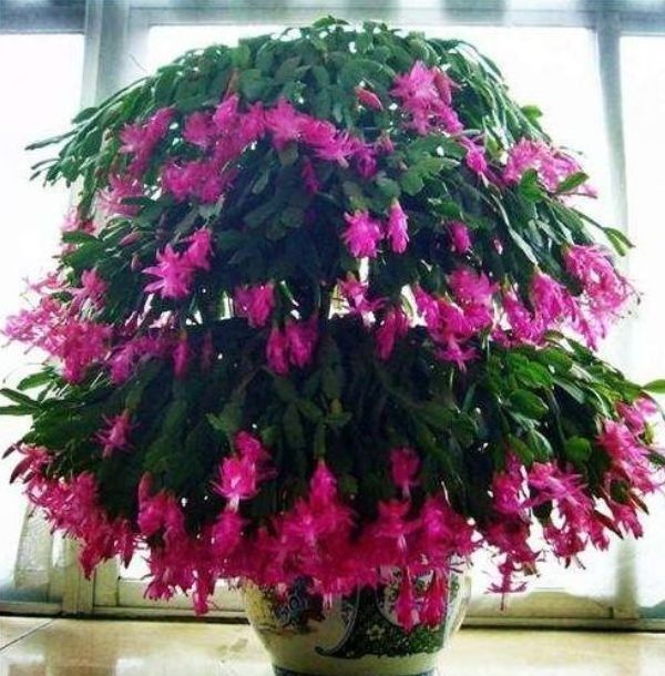 就喜欢这些花朵,开花贼多,花香飘满屋,开花艳丽惹人喜