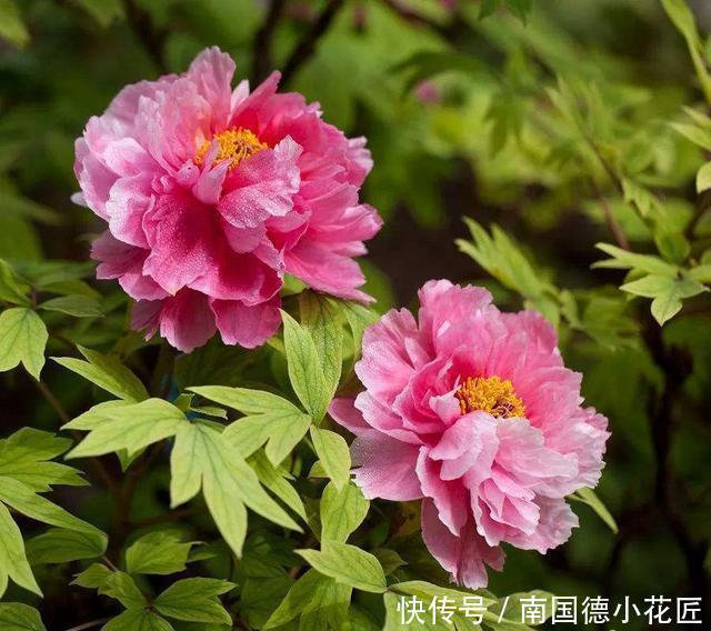 植株|分株繁殖是什么?这几种花卉适合分株繁殖,好生根开花多