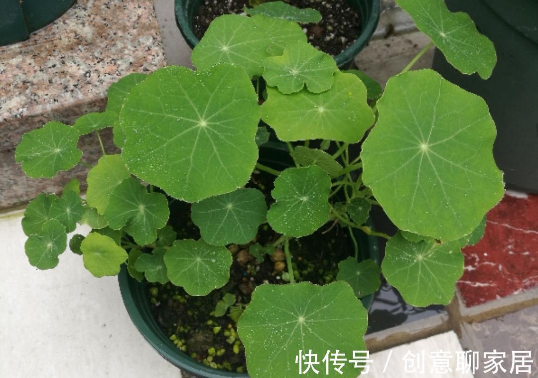 凤仙花|10种花开完不要剪，等20天之后，1盆变多盆