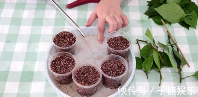 托盘|三角梅扦插有技巧,学会几点,一盆变多盆很简单