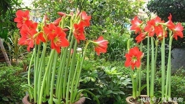 烂根|盆栽植物的最佳肥料,花盆里撒点它,植物根粗叶绿还不生病!