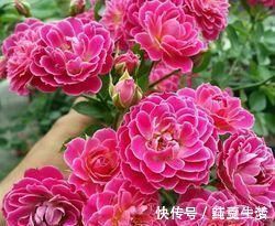 阳台|此花漂亮若牡丹,香味清新,四季开花,是阳台盆栽佳品