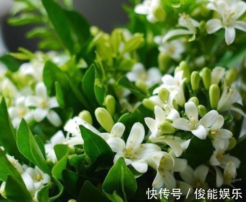 管理|4种漂亮花,一样的喜好,同时管理不要偏心,开出小花园!