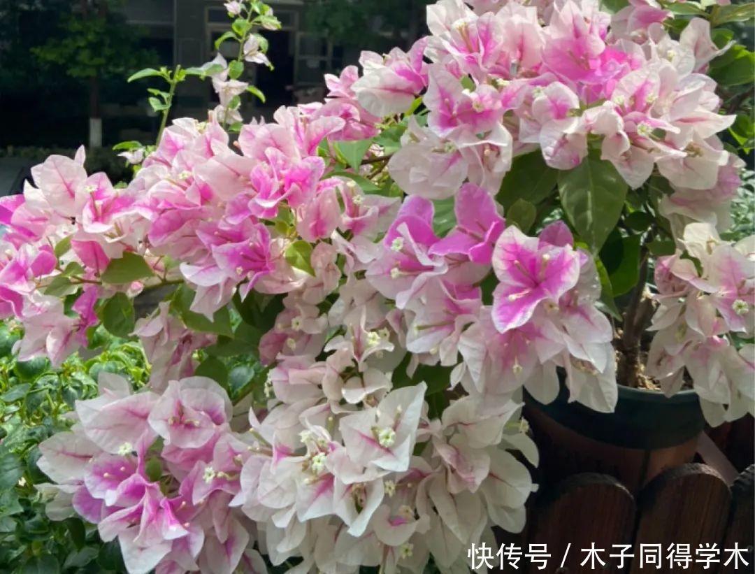 马上进入花期的花,10天一次肥,下个月就开花