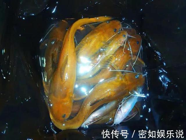 鲿科|重庆山里的奇鱼,随山洪而出现,钓鱼人称它“小黄龙”